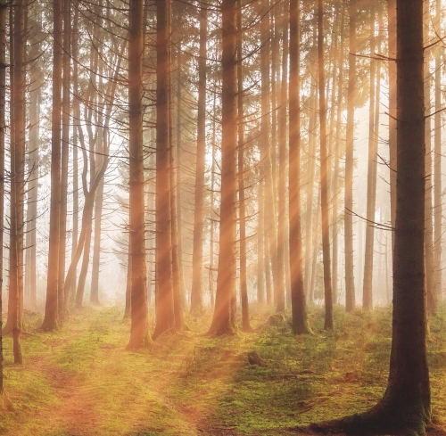 reinkarnationstherapie Ausbildung Reinkarnationstherapie bringt Licht ins Dunkle